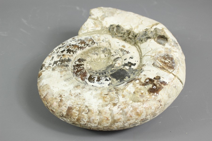 Fossilised Ammonite - Image 3 of 9