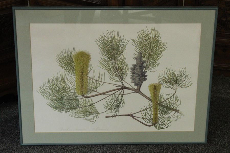 Celia Rosser (b. 1930- ) Five Large Format Banksia Prints