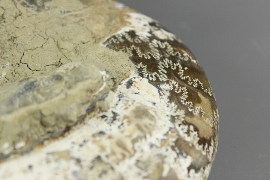 Fossilised Ammonite - Image 7 of 9