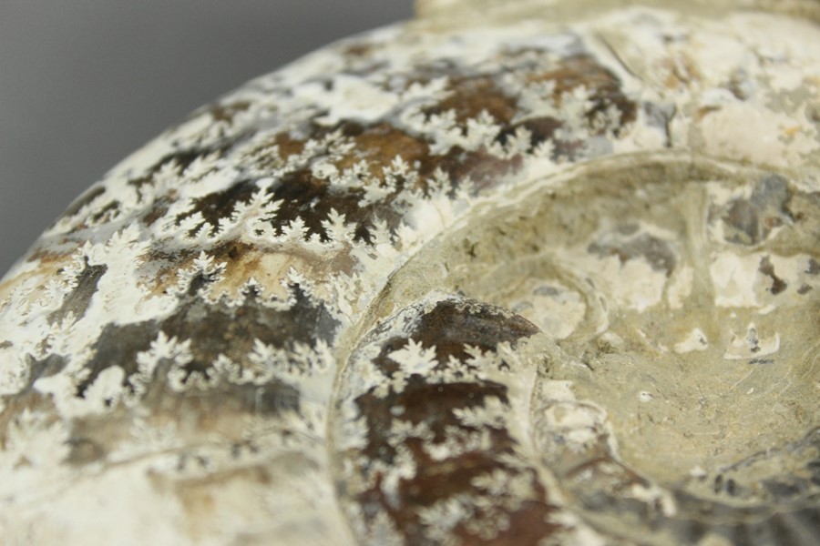 Fossilised Ammonite - Image 5 of 9