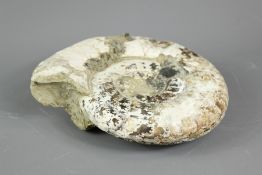 Fossilised Ammonite
