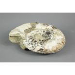 Fossilised Ammonite