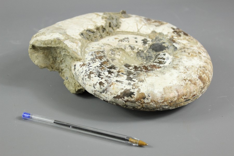 Fossilised Ammonite - Image 9 of 9