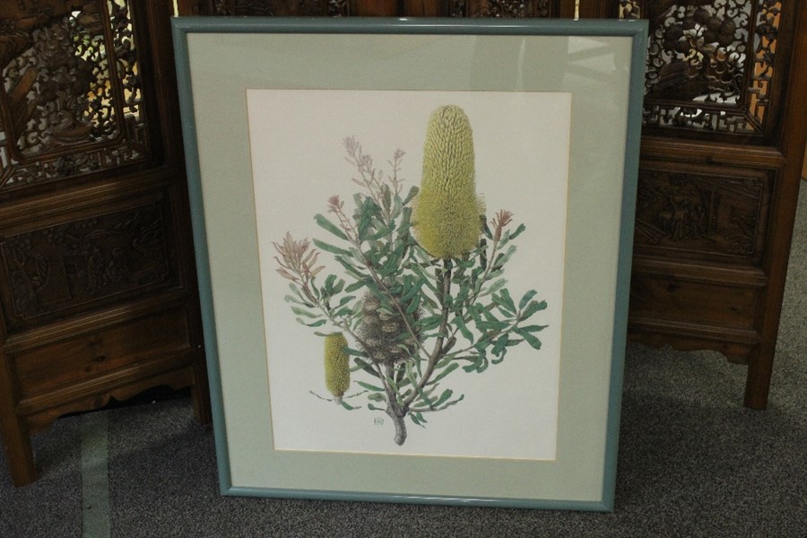 Celia Rosser (b. 1930- ) Five Large Format Banksia Prints - Image 5 of 7