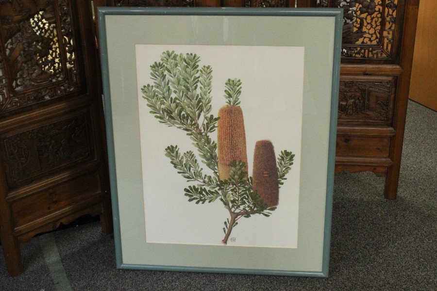 Celia Rosser (b. 1930- ) Five Large Format Banksia Prints - Image 2 of 7