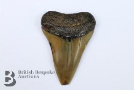 Fossilized Shark Tooth
