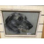 A FRAMED AND GLAZED SIGNED PENCIL AND CHALK DRAWING OF A TERRIER BY DOROTHY S HALLETT 37.5 X 30 CMS