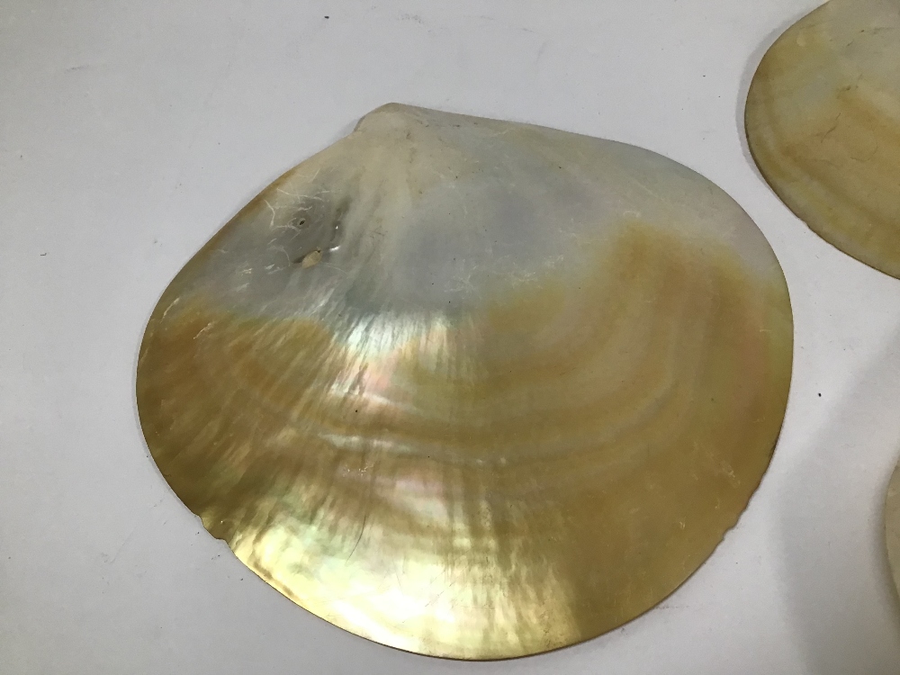 THREE MOTHER OF PEARL SHELLS, 20CM WIDE - Image 3 of 4