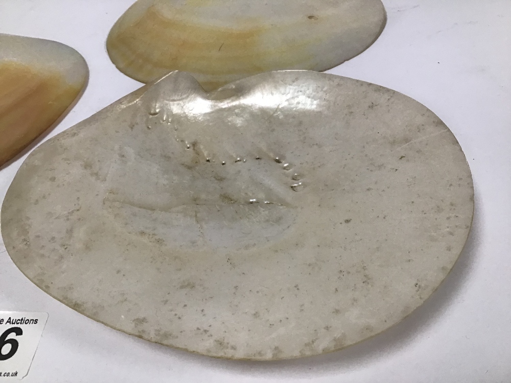 THREE MOTHER OF PEARL SHELLS, 20CM WIDE - Image 2 of 4