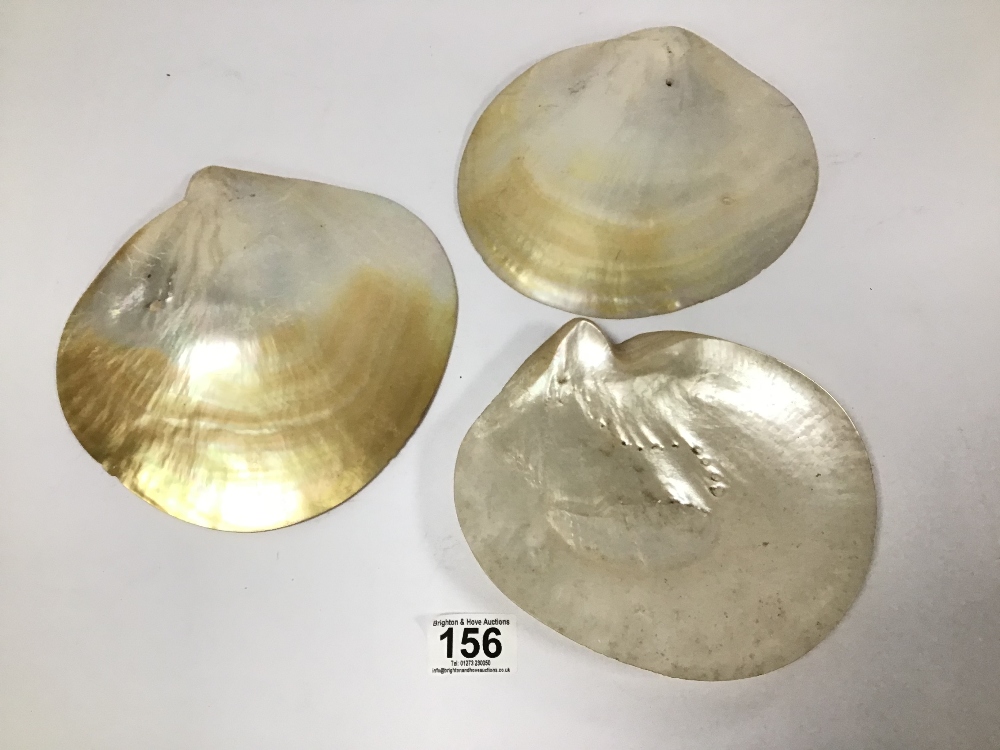 THREE MOTHER OF PEARL SHELLS, 20CM WIDE