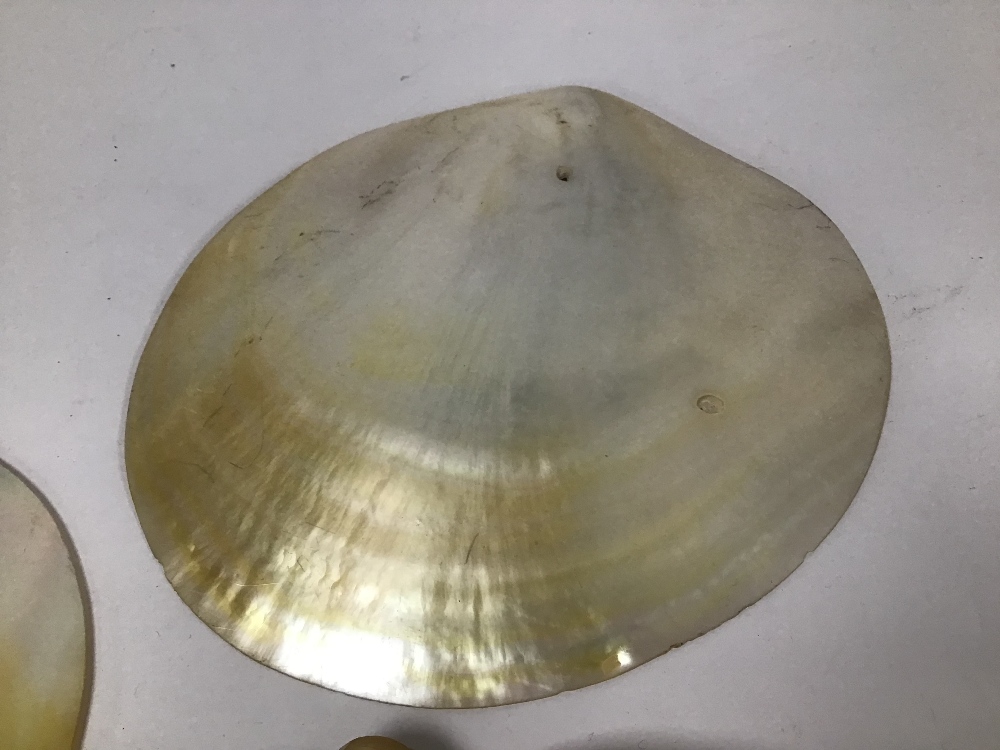 THREE MOTHER OF PEARL SHELLS, 20CM WIDE - Image 4 of 4