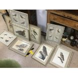 A COLLECTION OF NINE COLOURED PLATE PRINTS OF BIRDS, ONE SIGNED PJ SELBY, ALL FRAMED AND GLAZED