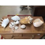 A COLLECTION OF SHELLS INCLUDING CONCHA