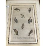 WILLIAM FREDERICK MARTYN, AN 18TH CENTURY COLOURED PLATE OF EIGHT OWLS, COMPRISING; BROWN OWL, OWL