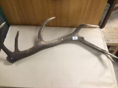 A LARGE ANTLER 70CMS IN LENGTH