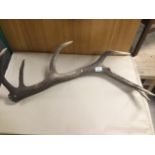 A LARGE ANTLER 70CMS IN LENGTH