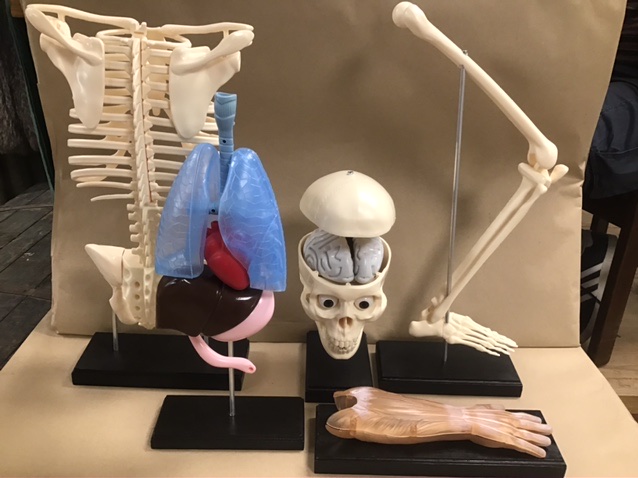 A GROUP OF PLASTIC ANATOMY PARTS OF A HUMAN BODY, INCLUDING SKULL WITH BRAIN, RIB CAGE AND SPINE,