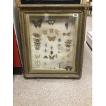 FRAMED COLLECTION OF TAXIDERMY BUGS AND BUTTERFLY SPECIMENS