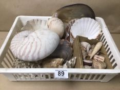 A COLLECTION OF VARIOUS SEA SHELLS, INCLUDING A NAUTILUS SHELL, CORAL AND MORE