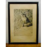 Wilhem Kuhnert 1865-1926 framed and glazed monochromatic dry point engraving of a fox, signed bottom