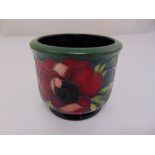 Moorcroft anemone pot by Emma Bossons, marks to the base, 9cm (h)
