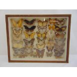 A glazed case set of butterflies, 29 x 37.5 x 6cm