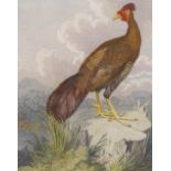 William Alexander (1767 - 1816), hand coloured engraving, The Fire-Backed Pheasant of Java,