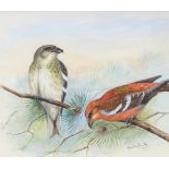 Lilian Medland (1880 - 1955), gouache, two barred crossbill, signed, 7.5" x 10.5", framed