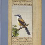 An Indian/Mughal painting on paper, depicting an exotic bird with text inscription, sheet size