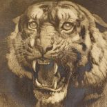 Herbert Dicksee (1862 - 1942), engraving, tiger, signed in the plate, plate size 23" x 19", framed