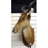 TAXIDERMY - a hartebeest head on oak shield plaque, overall height approx 100cm