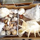 A boxful of seashells, largest 34cm across