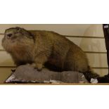 TAXIDERMY - a Marmot on fibreglass plinth, length 51cm overall