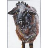 Annabel Emsden, acrylic on paper, sheep, signed and dated 1990, 20.5" x 14", framed Good condition