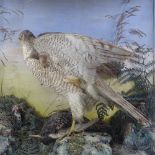 TAXIDERMY - a Sparrowhawk clutching a Starling, on a naturalistic setting, modern case, height 49cm,