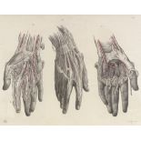 A 19th century hand coloured anatomical print, 13" x 19", framed Very light faint fox marks along