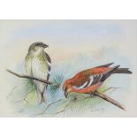 Lilian Medland (1880 - 1955), pair of gouache paintings, two barred crossbill and jay, signed, 7.