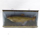 TAXIDERMY - a Victorian taxidermic salmon in naturalistic setting, mounted in bow glass case, with