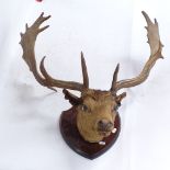 TAXIDERMY - a reindeer head mounted on shield oak bracket, bracket height 32cm