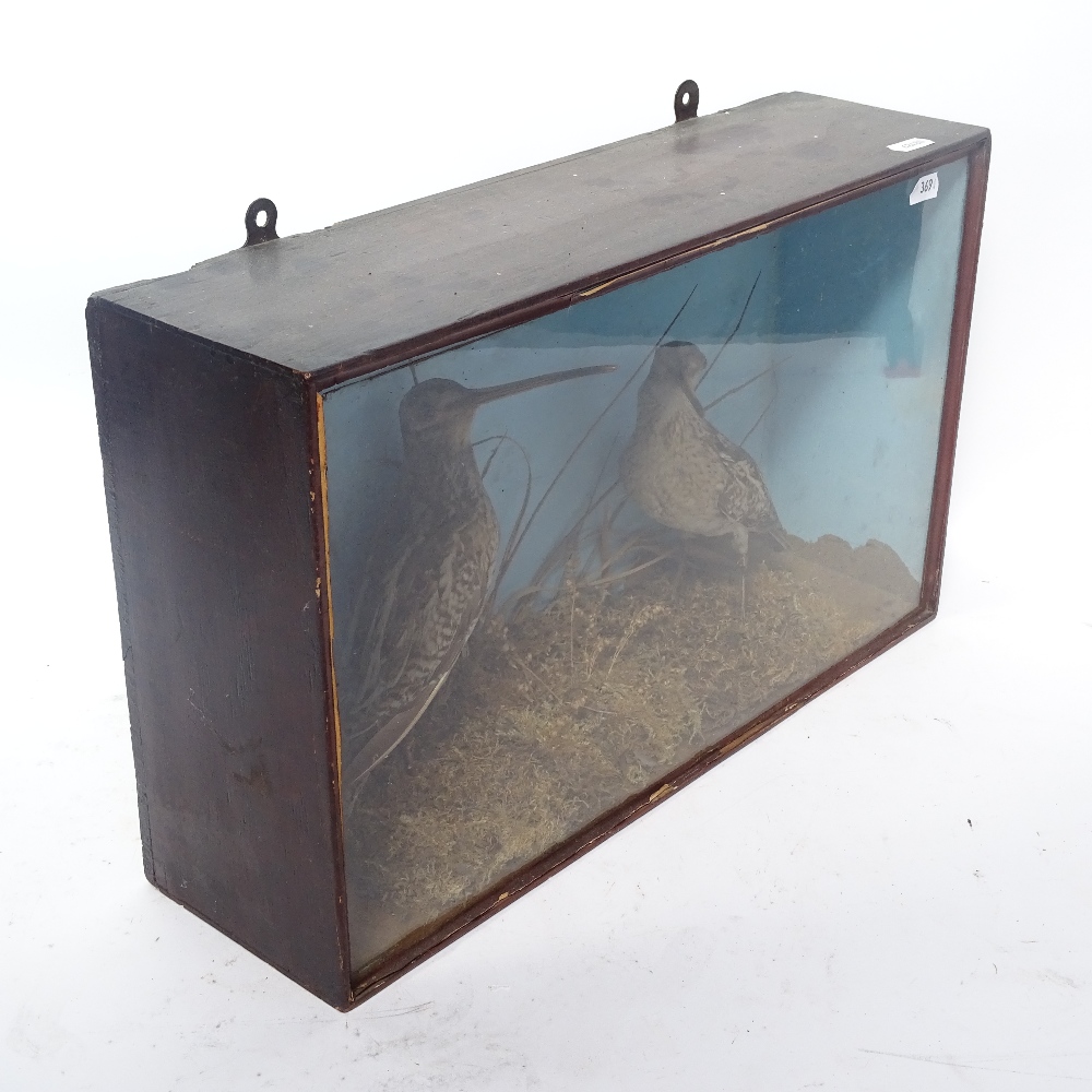 TAXIDERMY - 2 Snipe birds, in naturalistic setting with painted glazed case, case length 44cm - Image 3 of 3