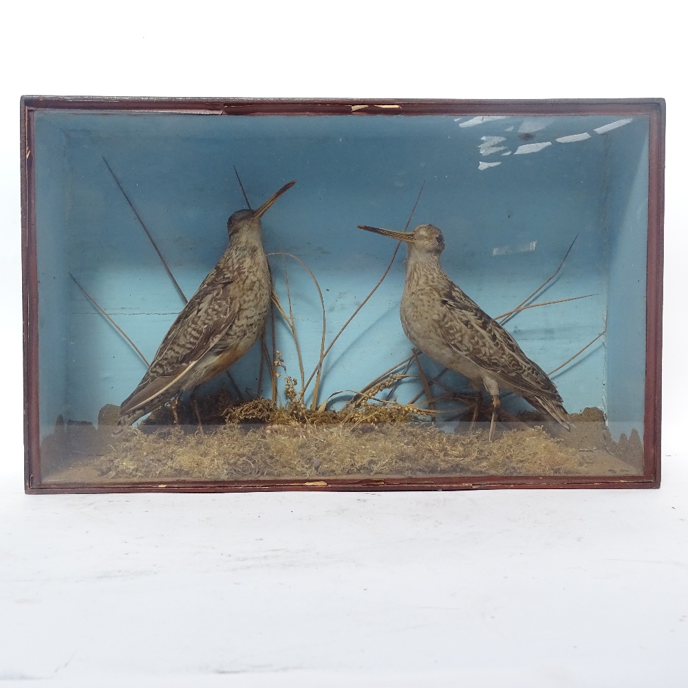 TAXIDERMY - 2 Snipe birds, in naturalistic setting with painted glazed case, case length 44cm