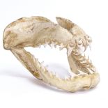 A tiger shark jaw, with original teeth, length 22cm