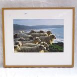 Photographic print, sheep on a cliff, 30cm x 44cm, in gallery frame