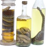 TAXIDERMY - 3 snakes in glass preservation jars, largest jar height 32cm (3)