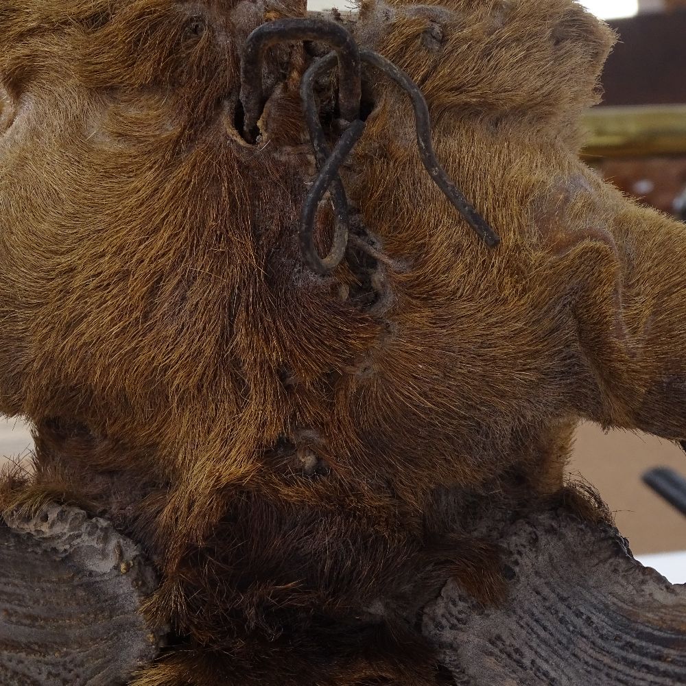 TAXIDERMY - a reindeer head mounted on shield oak bracket, bracket height 32cm - Image 3 of 3