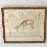 J R Skeaping, print, antelope study, 29cm x 35cm