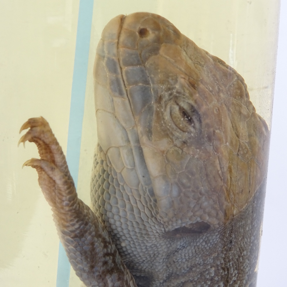 TAXIDERMY - various animals and plants in preservation jars, including baby crocodile, lizard and - Image 3 of 3