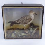 TAXIDERMY - a seagull, in naturalistic surround, glazed case, case height 50cm