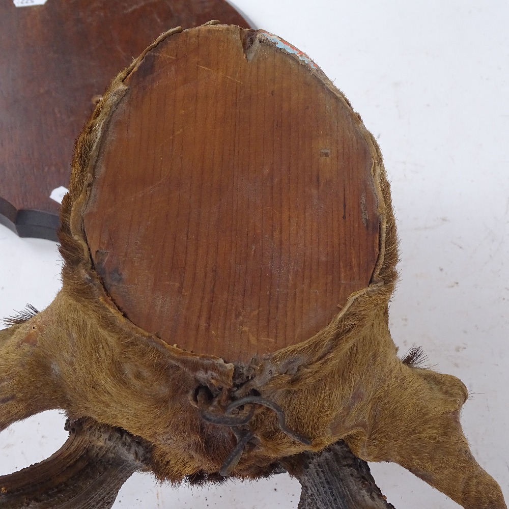 TAXIDERMY - a reindeer head mounted on shield oak bracket, bracket height 32cm - Image 2 of 3