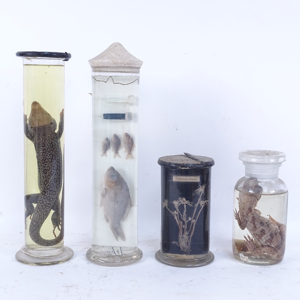 TAXIDERMY - various animals and plants in preservation jars, including baby crocodile, lizard and